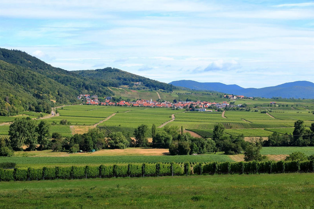 Riesling: van Mosel riesling tot Pfalz Sekt, zo proef je het verschil