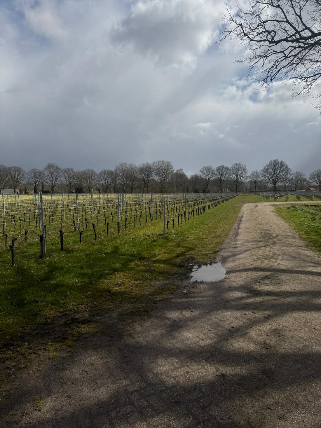 Op bezoek bij Sint Catharinadal: wijn van de zusters