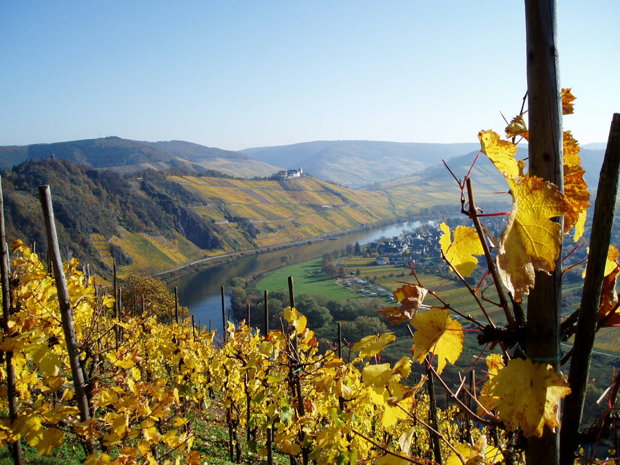 Riesling Trocken