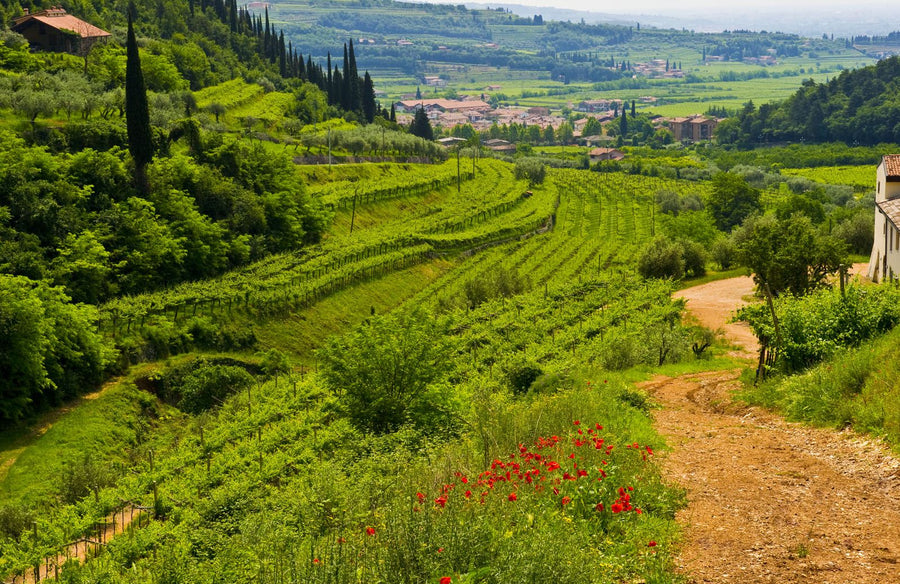 Custoza