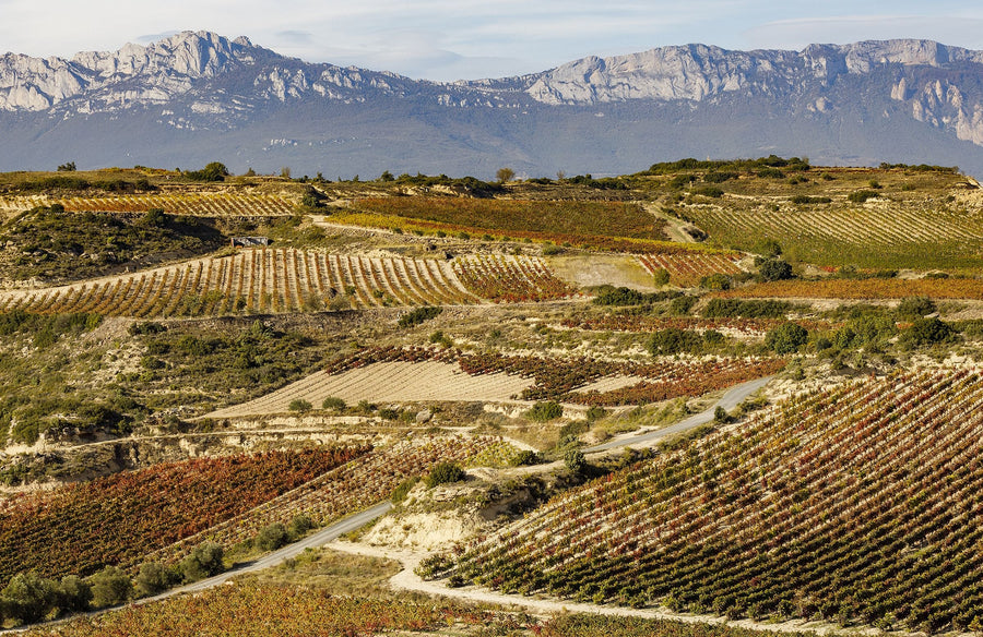 Witte Rioja
