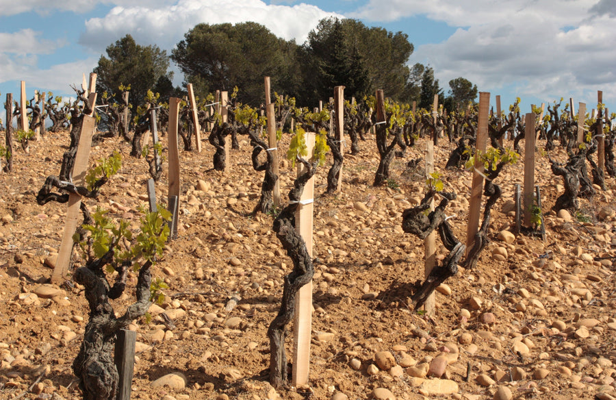 Châteauneuf-du-Pape