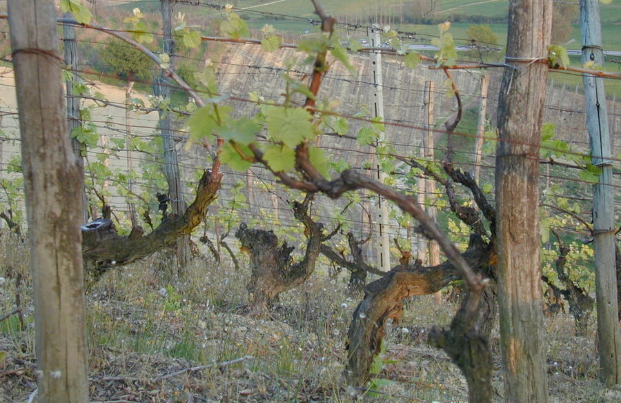 Moscato d'Asti
