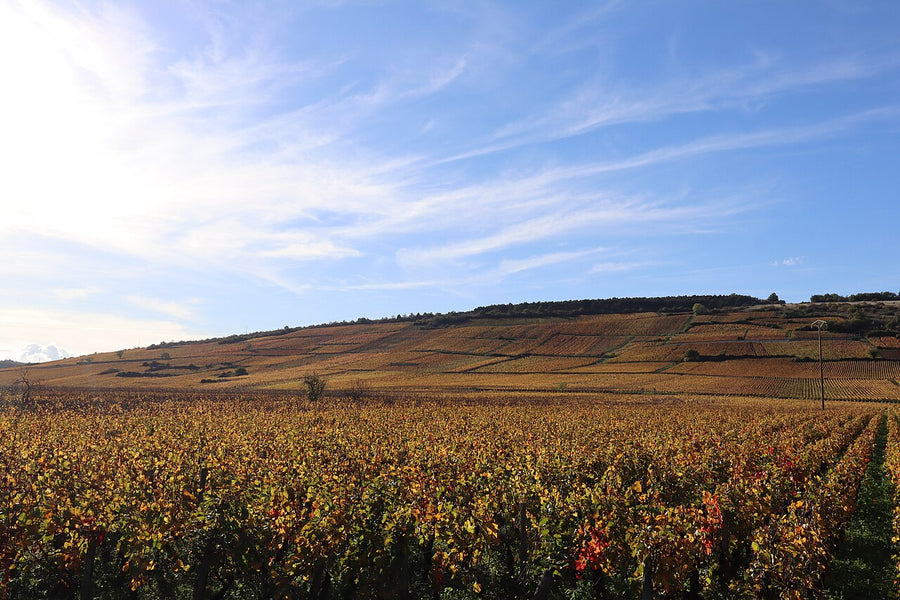 Bourgogne Pinot Noir