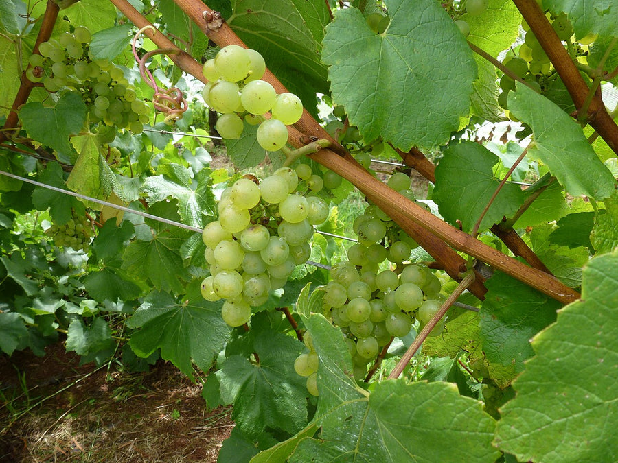 Witte wijn