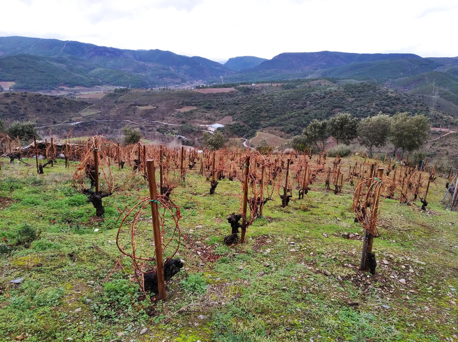 Bierzo