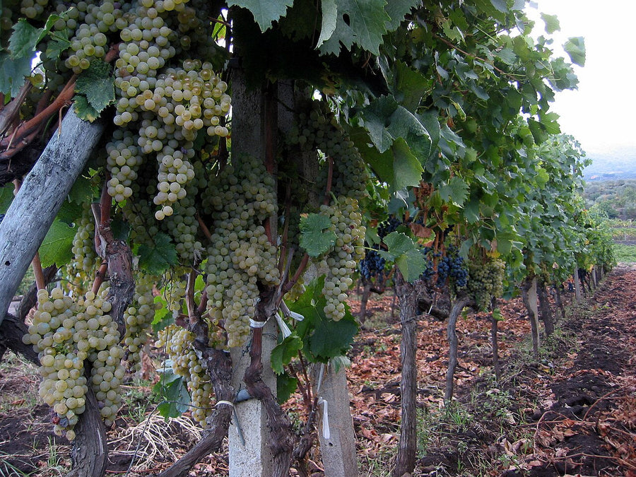 Etna Bianco