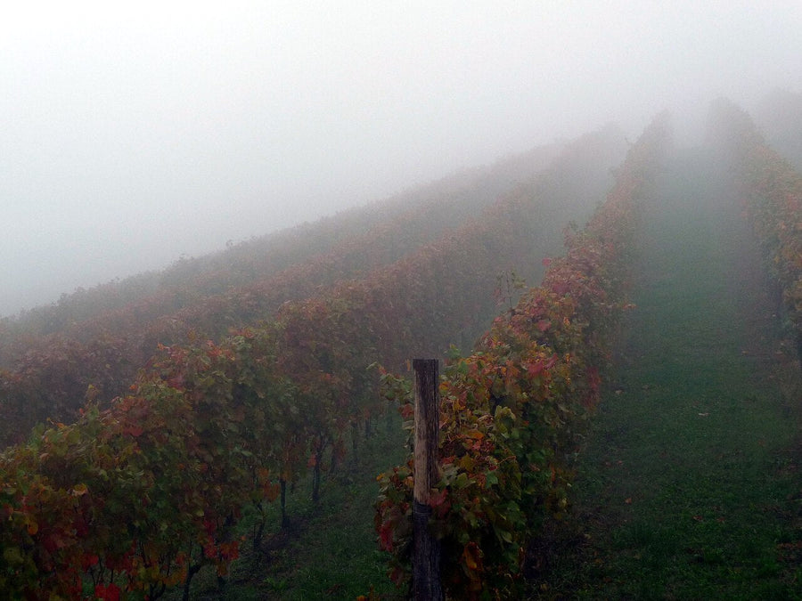 Langhe