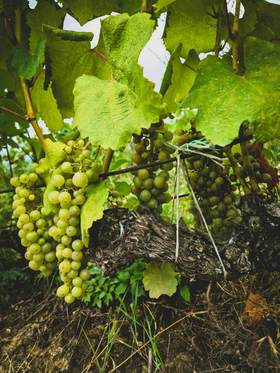 Chardonnay druiven aan de wijnstok