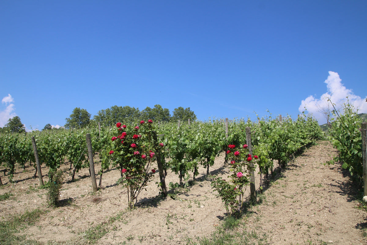 Azienda Agricola Di Meo