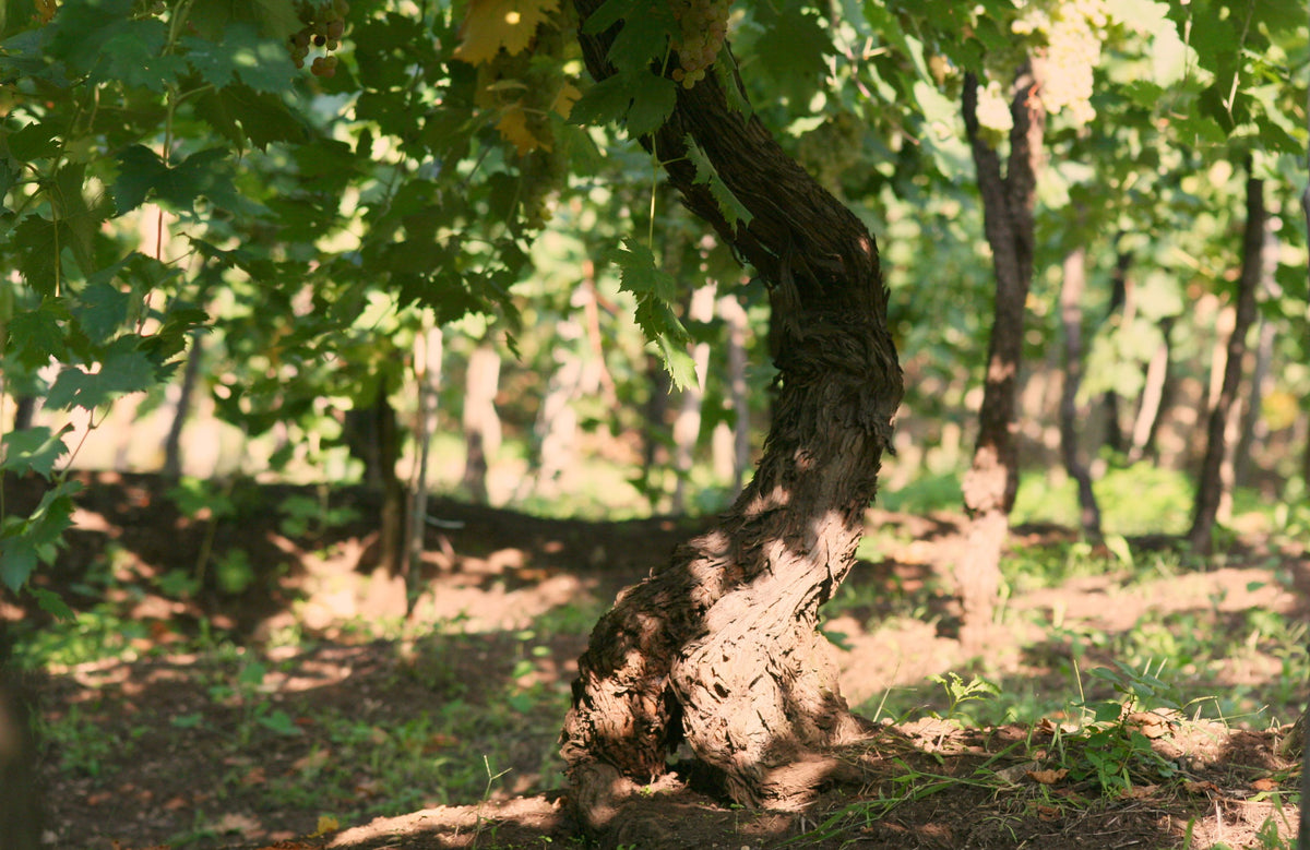 Azienda Gini