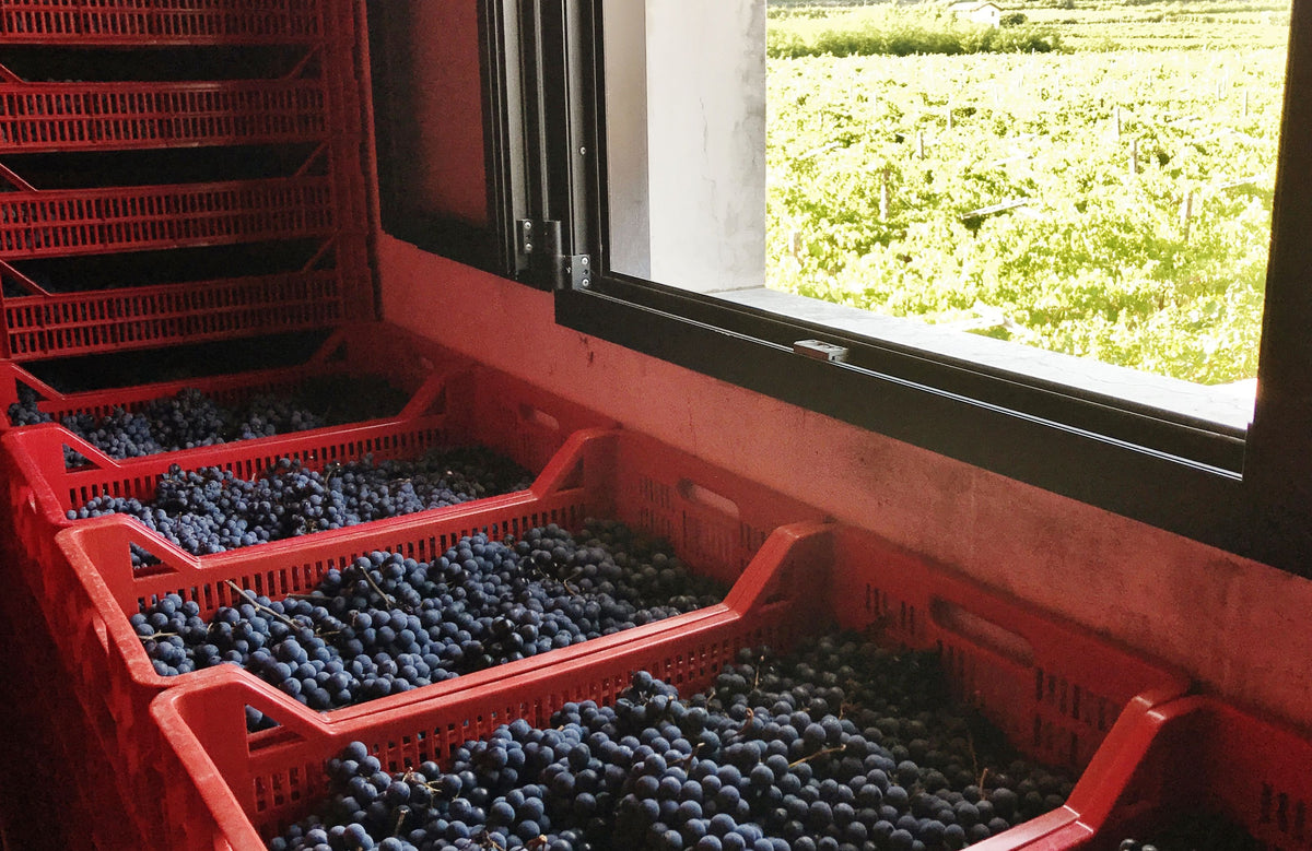 Druiven in de droogruimte; Amarone in de maak!