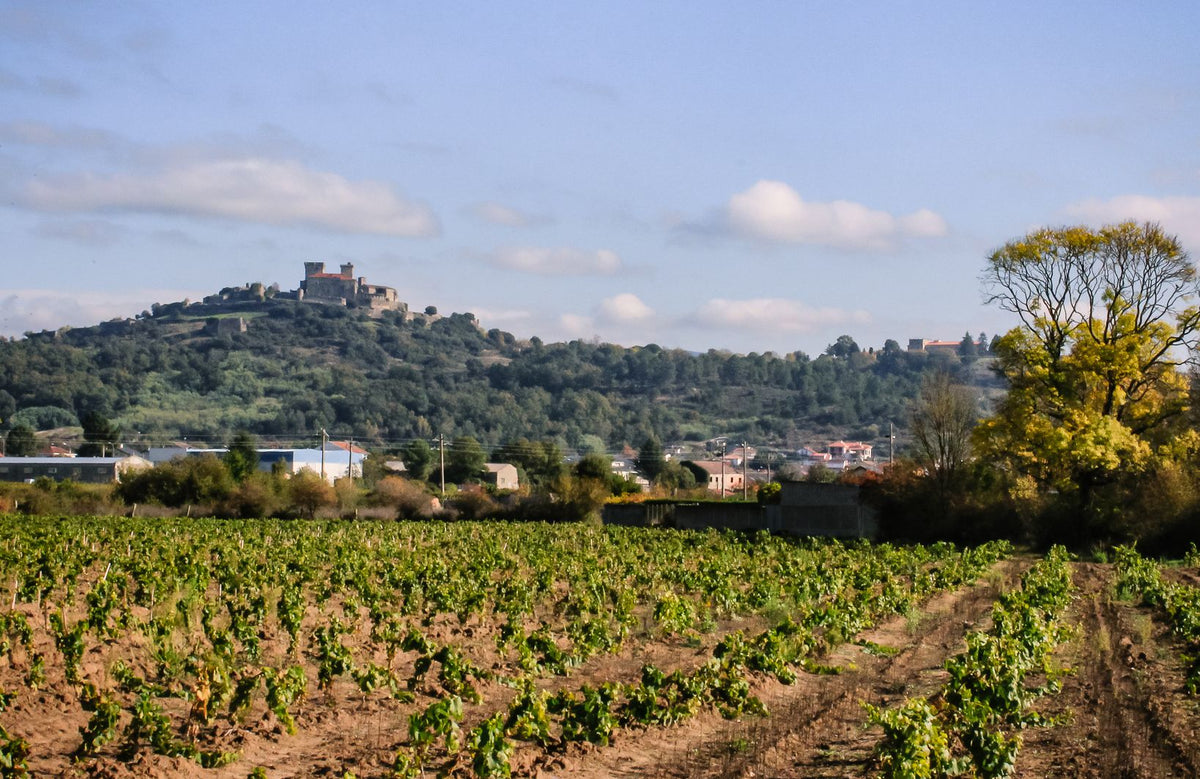 Wijngaard in Monterrei met uitzicht op het Castillo