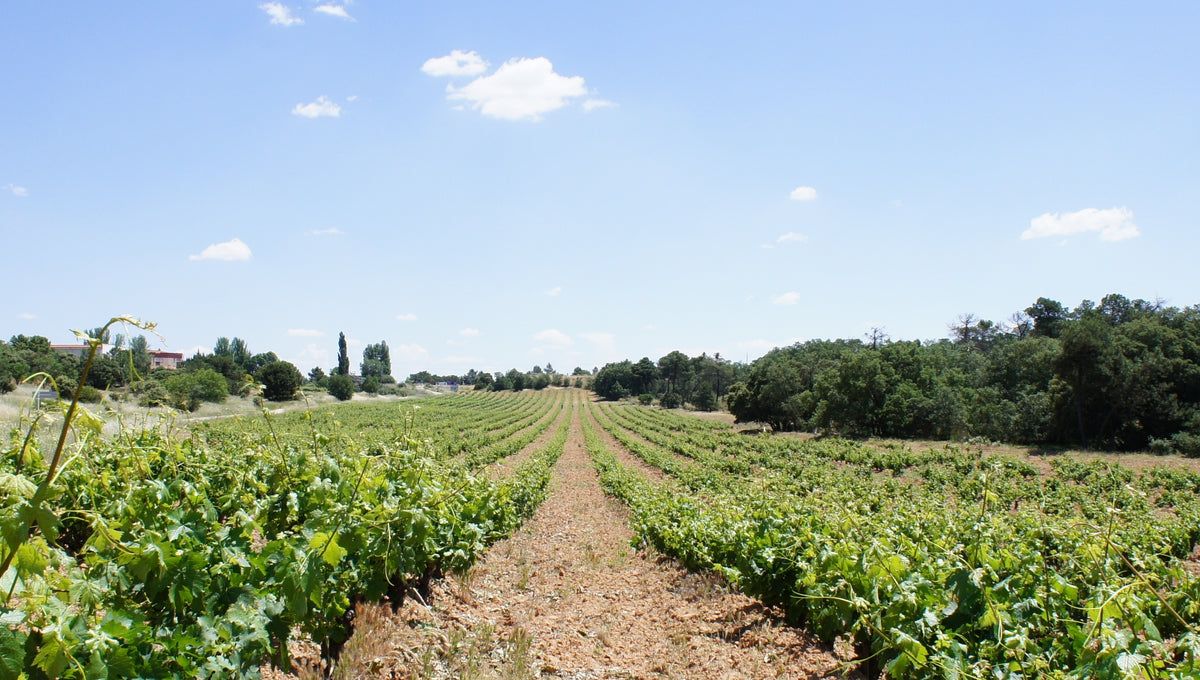 Bodegas Abadía de San Quirce