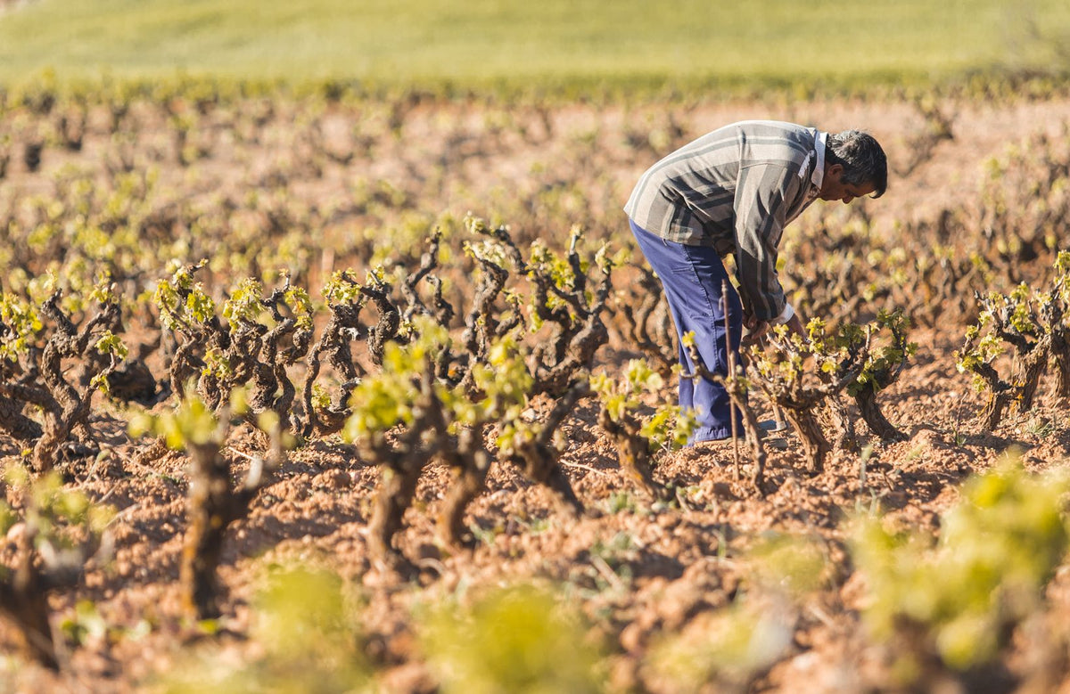 Bodegas Antídoto