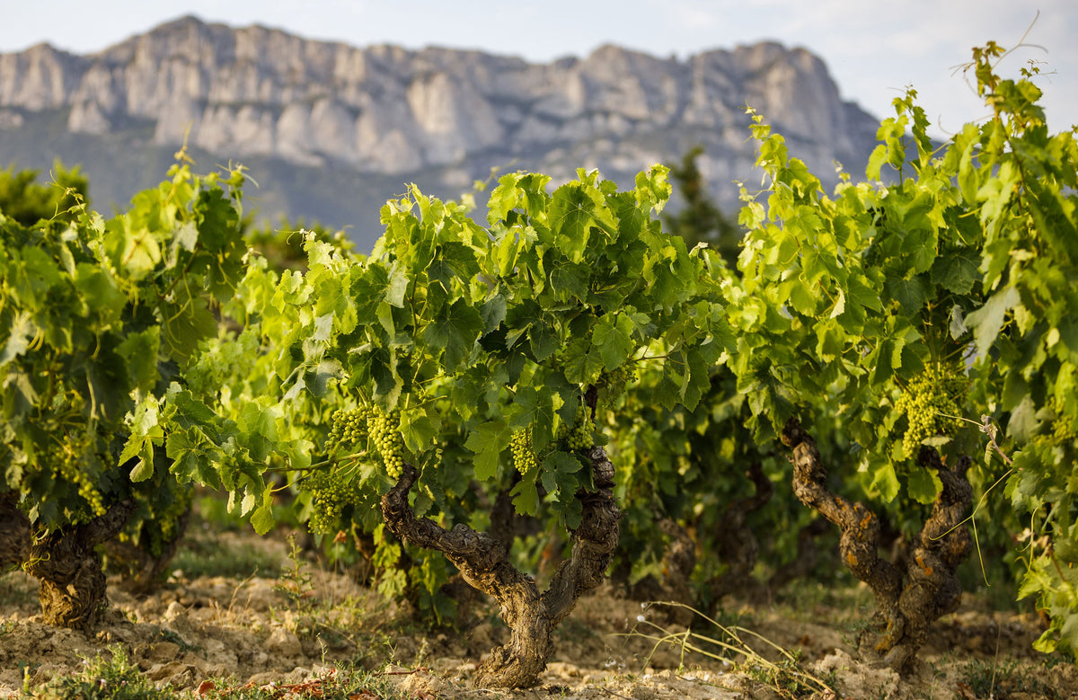 Bodegas Artélan
