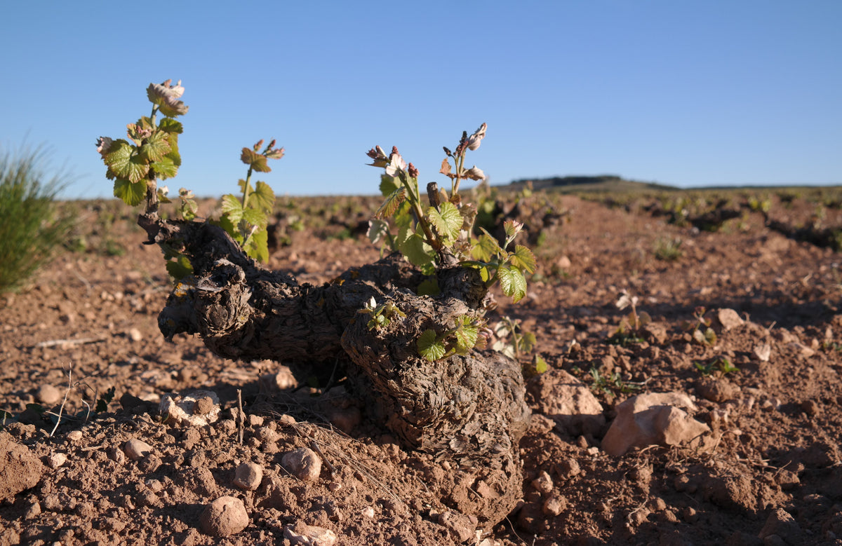 Bodegas Piqueras
