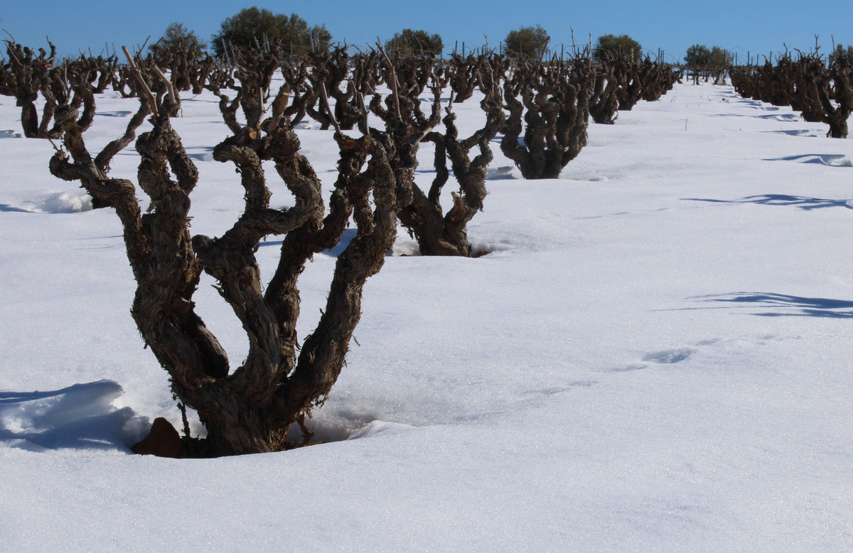 Bodegas Ponce