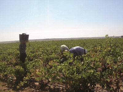 Bodegas Tierras de Murillo