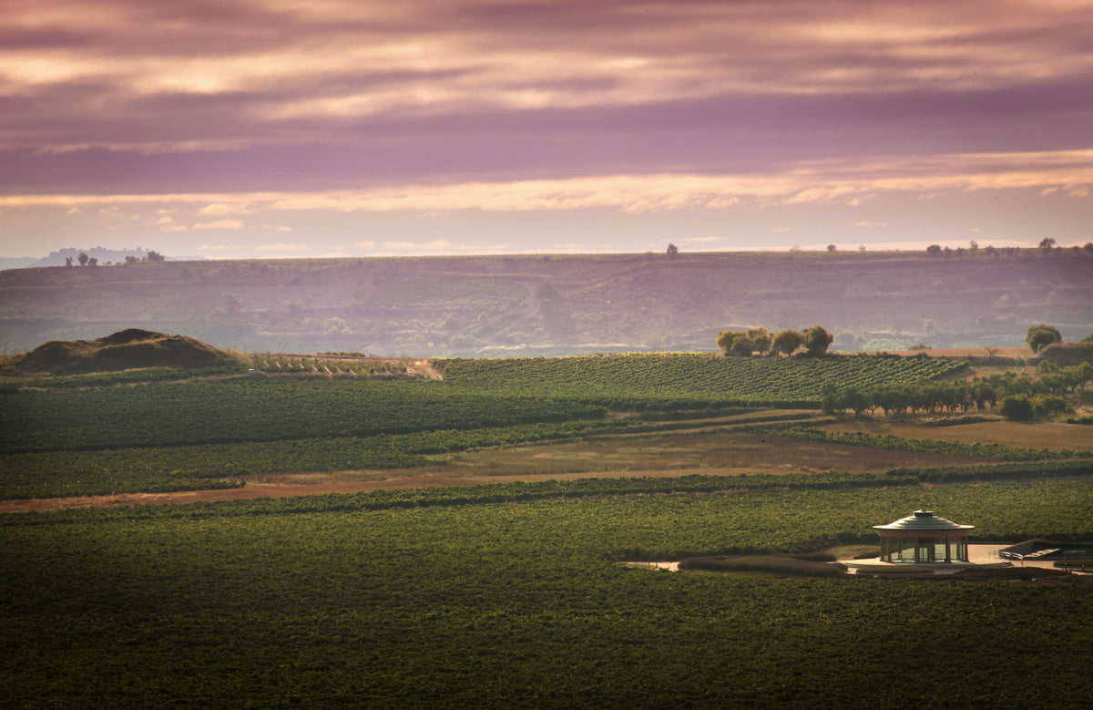 Bodegas Vivanco