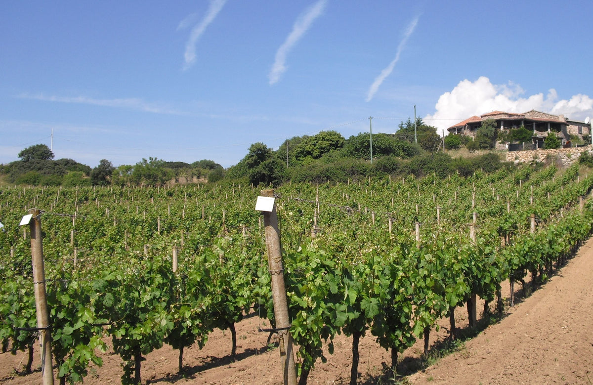 Cantina del Vermentino Monti