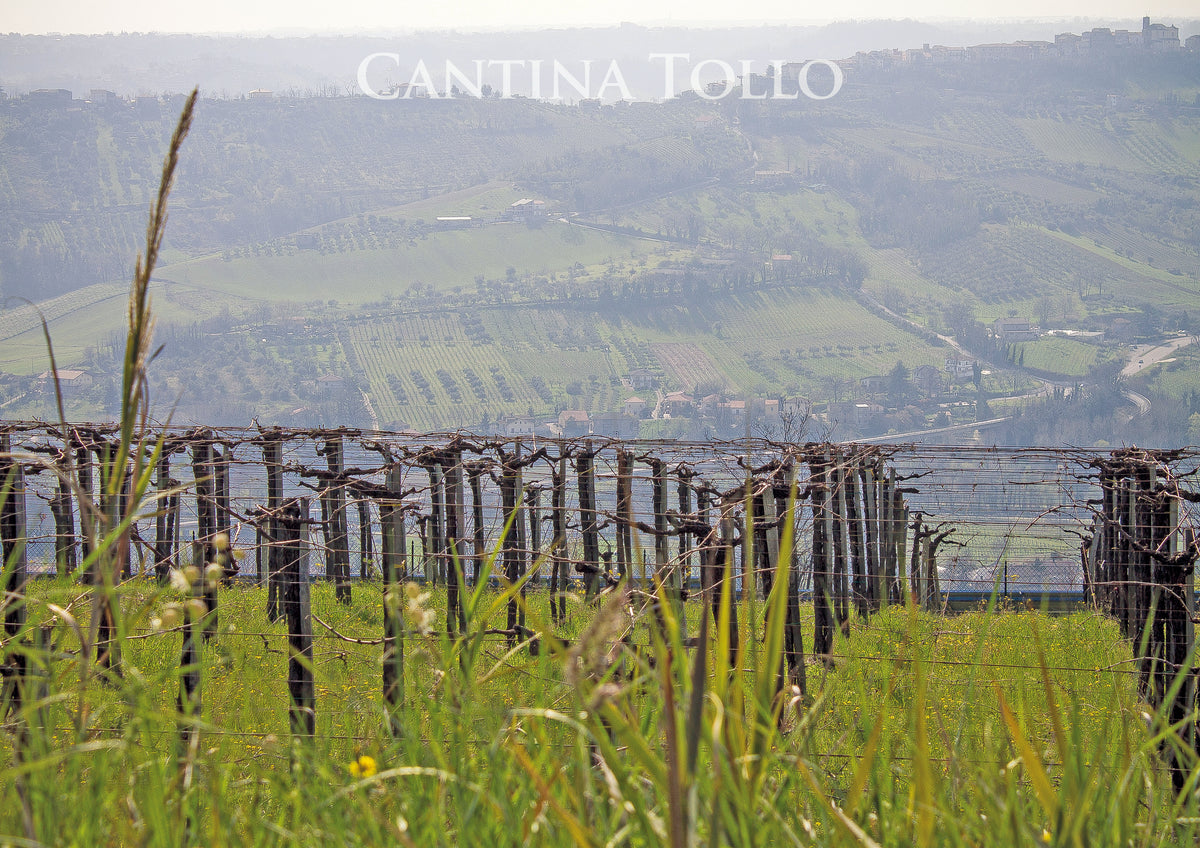 Cantina Tollo