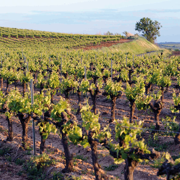 Cave de Pomerols