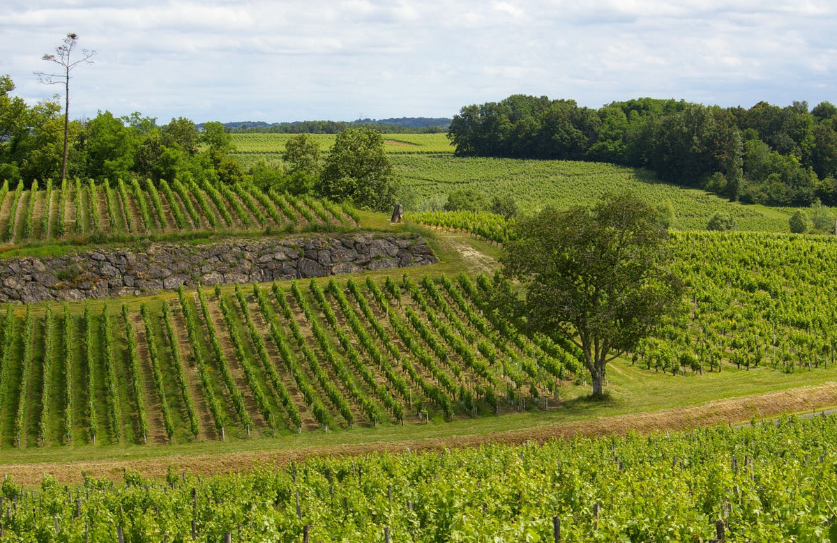 Château Tour du Moulin