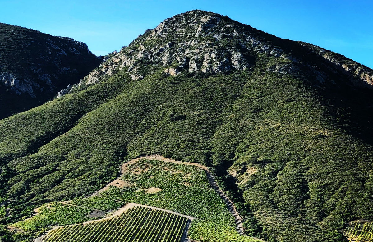 Clos del Rey