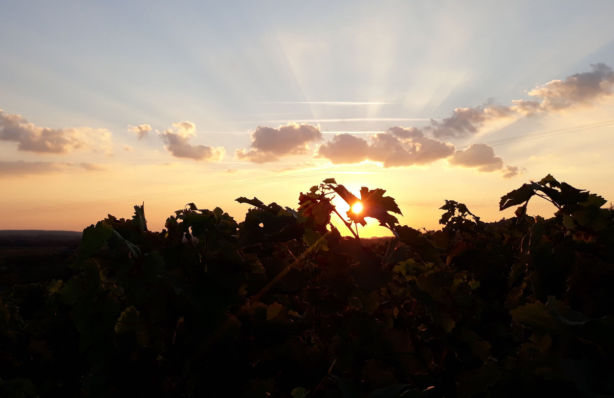 Domaine de Pallus