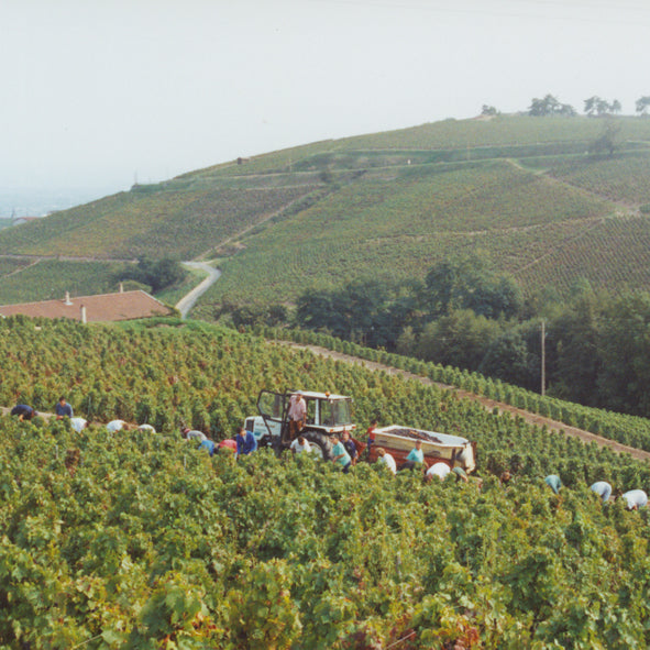 Domaine de Roche-Guillon