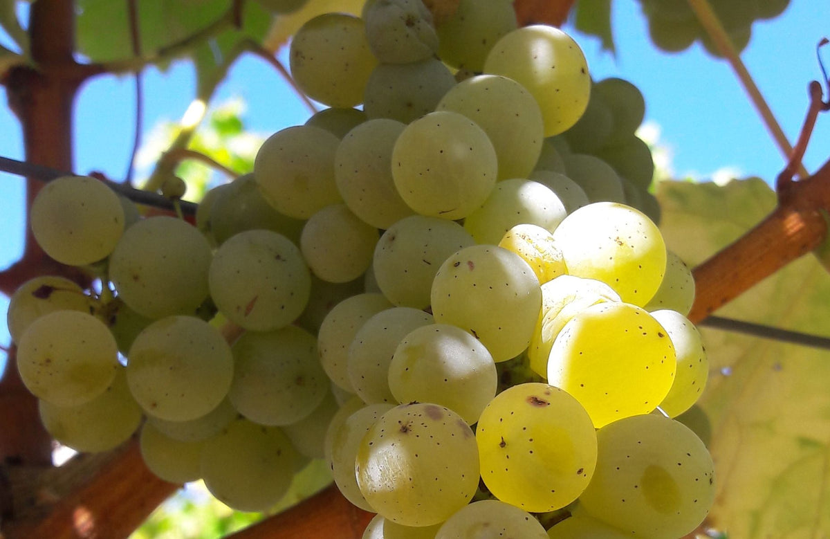 Bijna rijpe sauvignondruiven