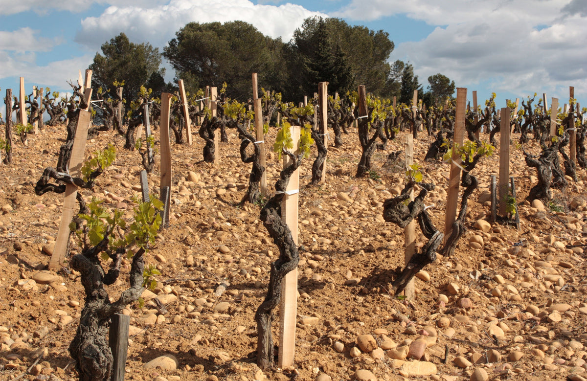 Domaine Le Clos du Caillou