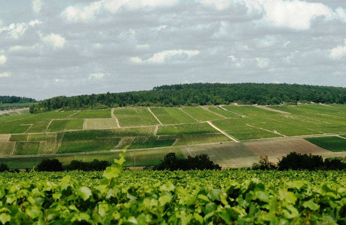 Uitzicht op premier cru Mont de Milieu