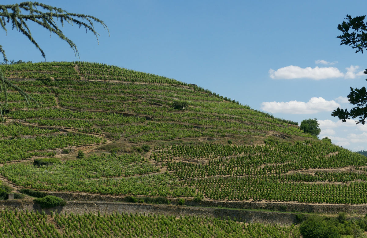 Domaine Rémi Niero