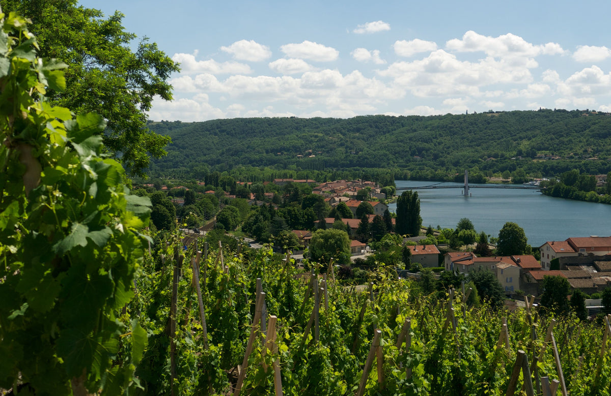 Condrieu-wijngaard met uitzicht op de Rhône