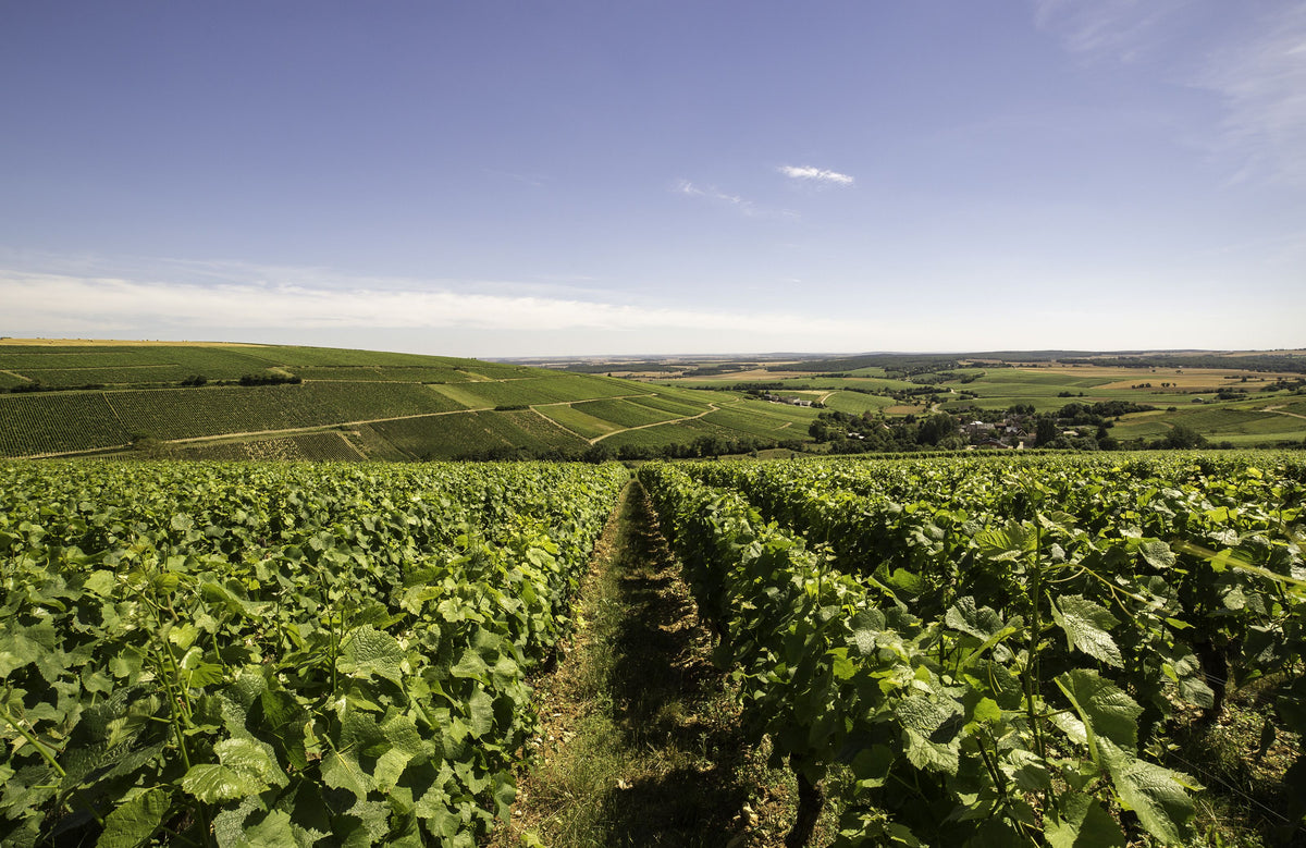 Domaine Sautereau