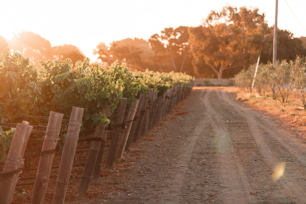Granite Coast Vineyards