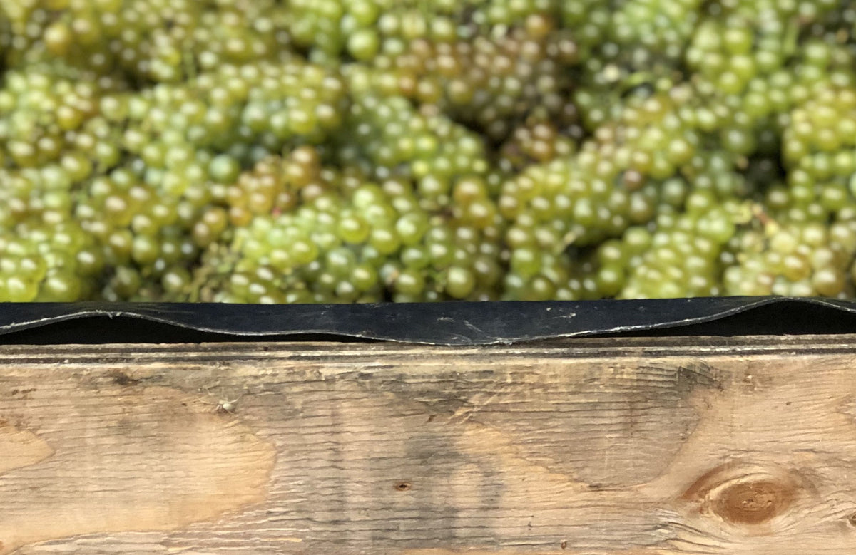 Verse oogst chardonnaydruiven