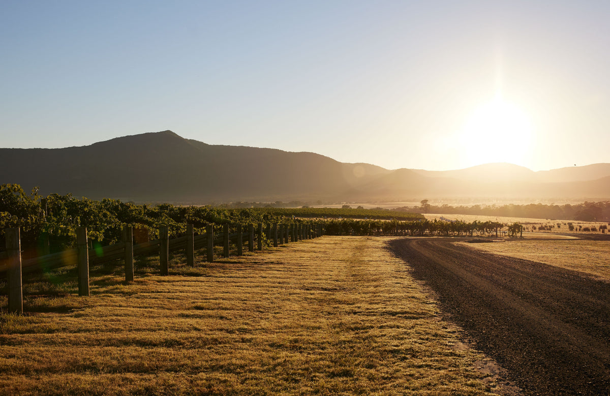 Mount Langi's wijngaarden bij avondlicht