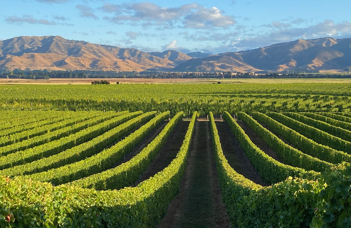 Small Family Wines