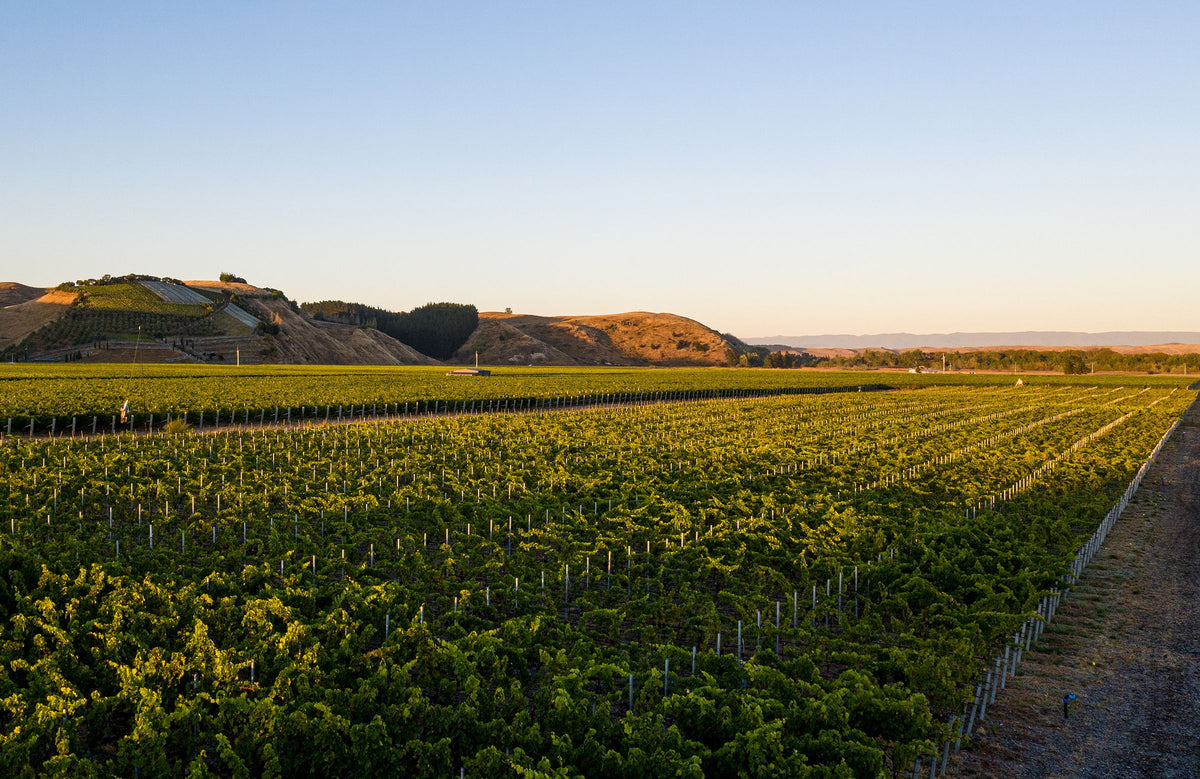 Uitzicht op Omahu Vineyard