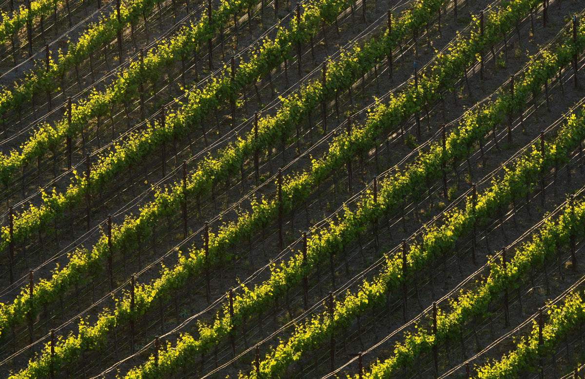 Talley Vineyards