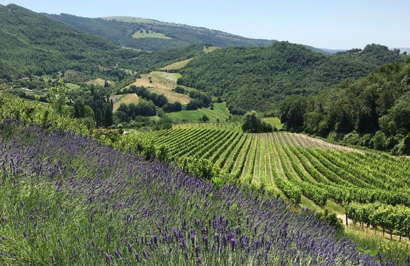 Tenuta Colpaola
