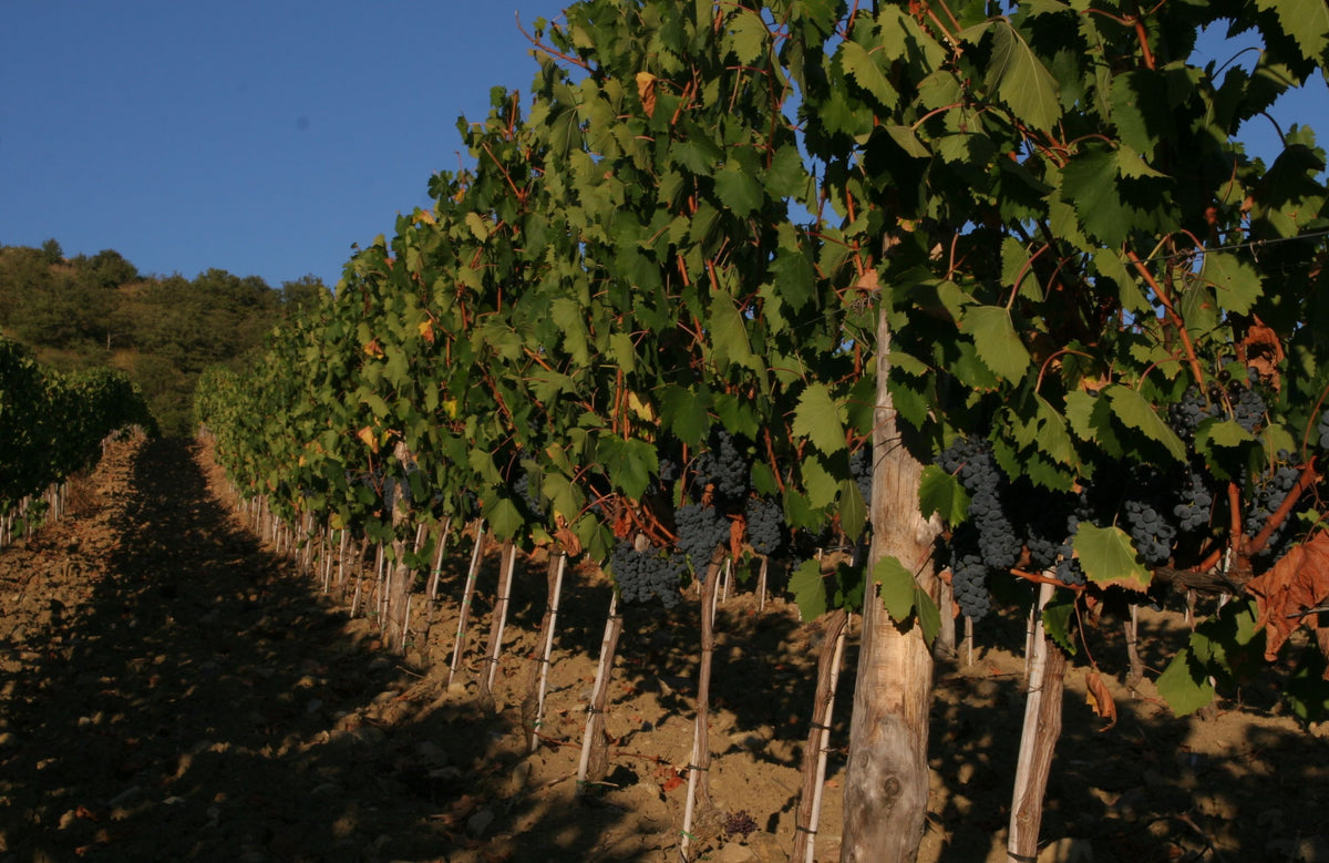 Tenuta Ghiaccio Forte