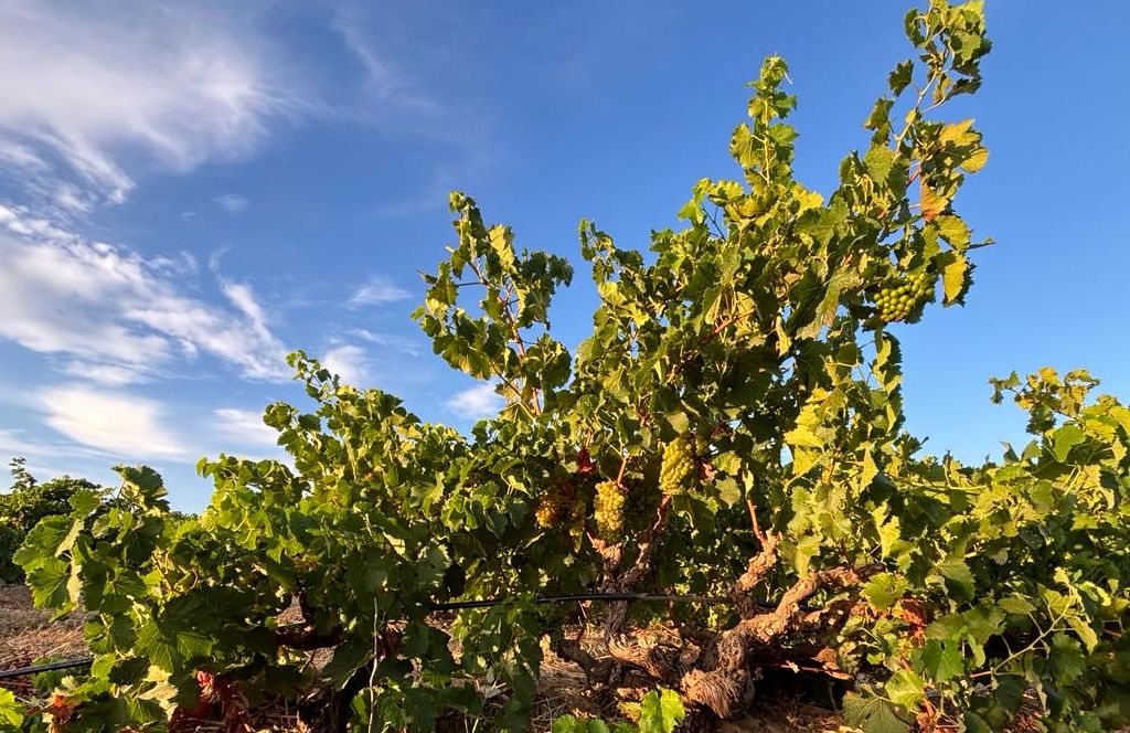 Yardstick Wines