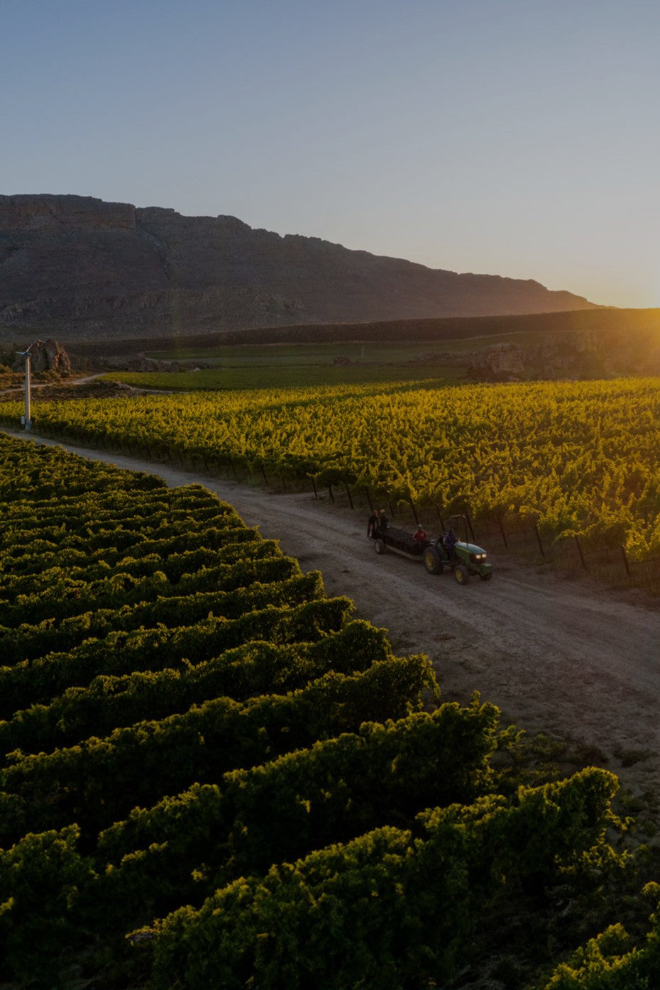 Wijngaarden van Cederberg in Zuid-Afrika bij zonsondergang