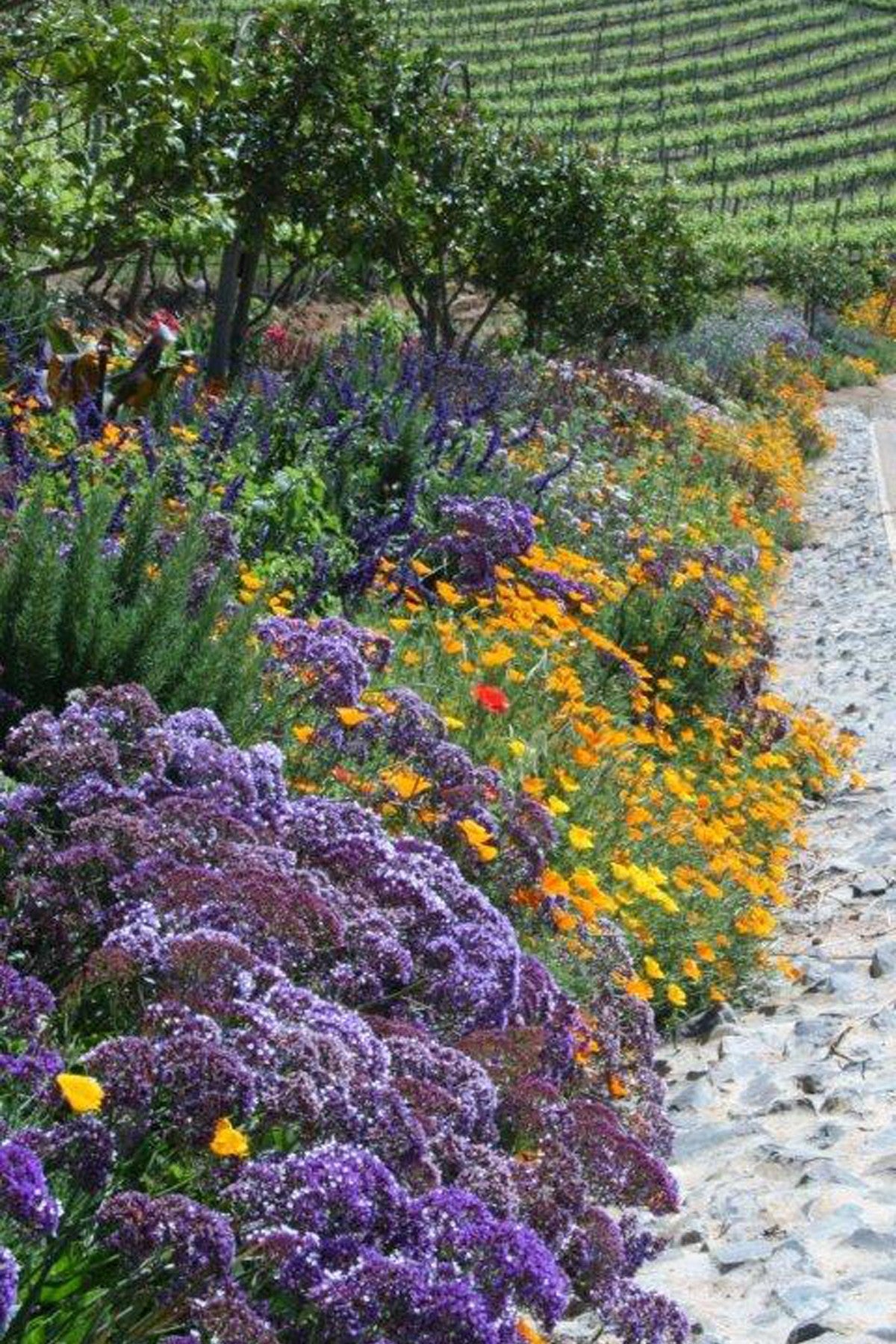 Tuinpad op wijndomein DeMorgenzon in Stellenbosch
