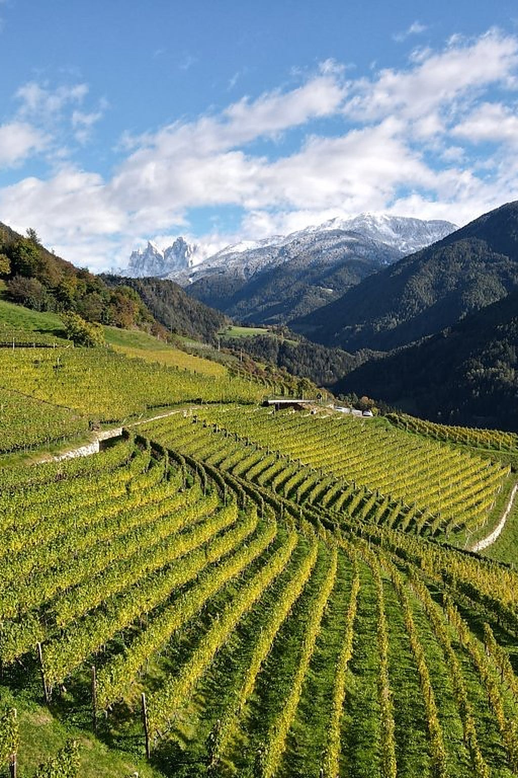 Wijnterrassen van Eisacktal in Alto Adige