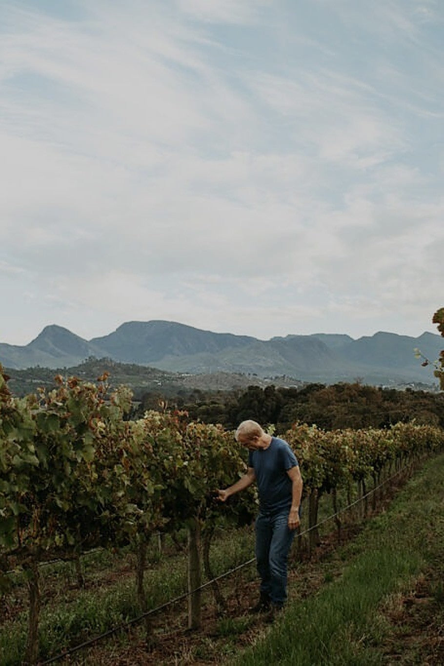 Wijngaard van Kershaw Wines in Elgin
